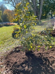 5th Annual Crescent Hill Tree Giveaway 