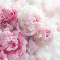 peonies