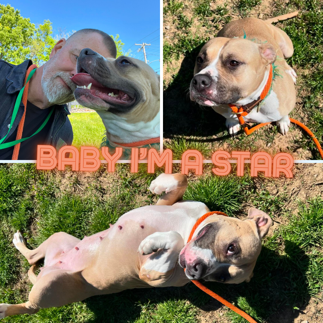 LMAS pet of the week Baby I'm a Star