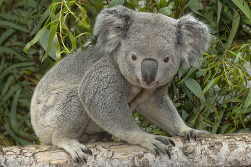 Telowie the Koala