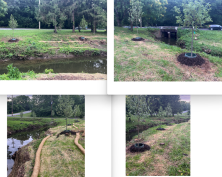 HubbardsLnRecyclingCenterTree