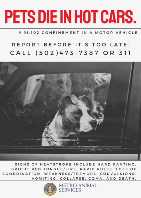 Pets Die in Hot Cars
