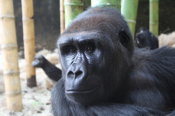 Louisville Zoo Welcomes New Western Lowland Gorilla