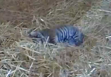 Jingga and cub screen capture resampled