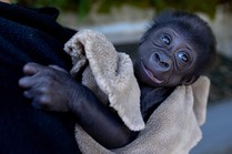 Louisville Zoo Welcomes Infant Gorilla for Fostering