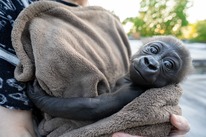 New baby gorilla at the Louisville Zoo for foster mom try