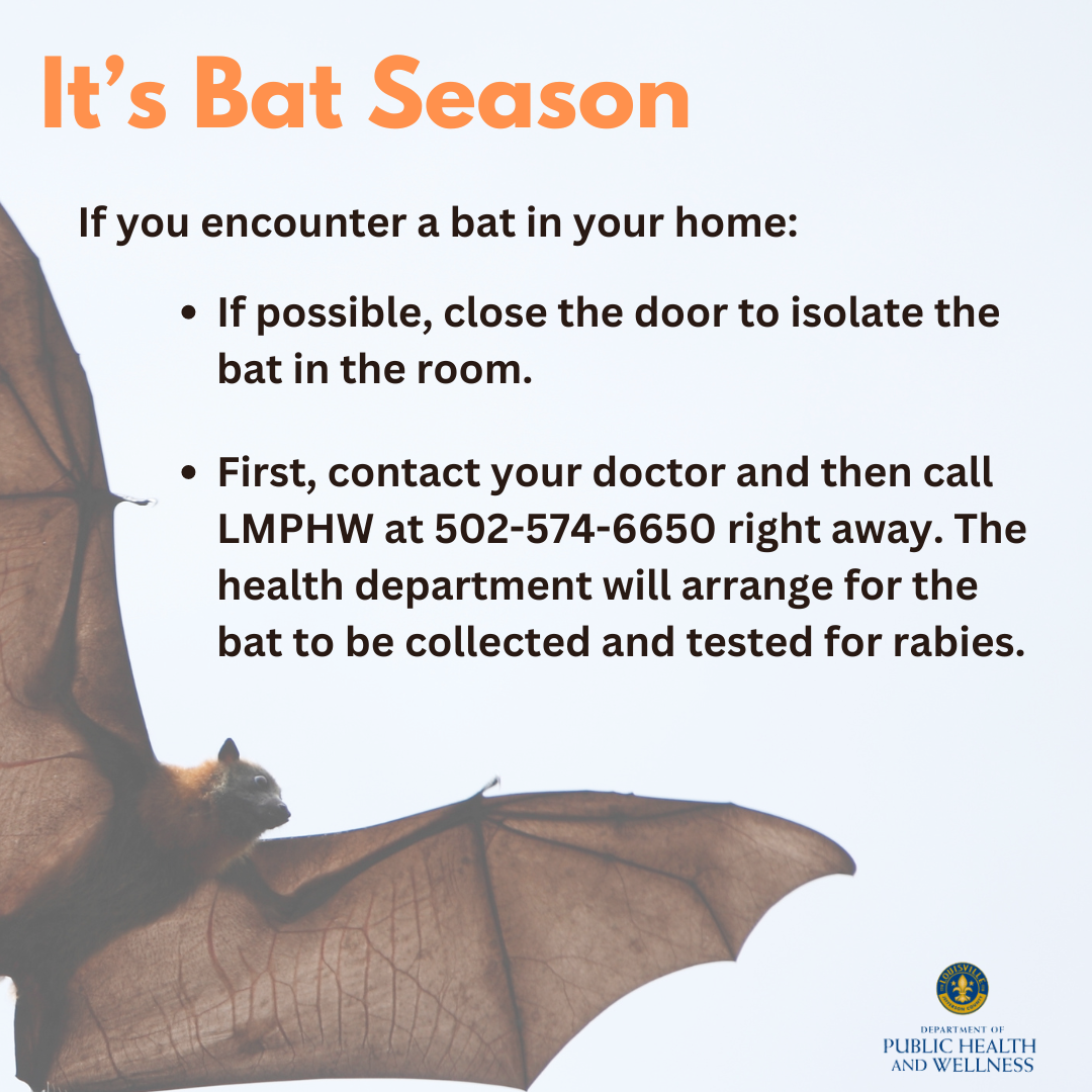 Bat season safety tips
