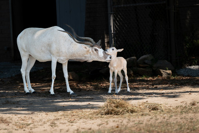 Addax calf and 