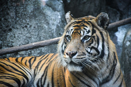 Kami Sumatran tiger RIP