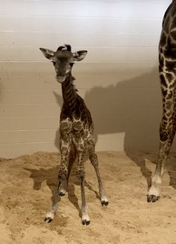 baby giraffe
