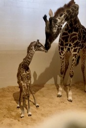 giraffe calf photo