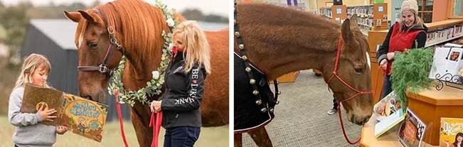 hank the rescue horse photos 