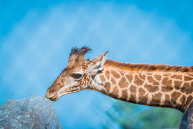 Meet Nyasi!  Louisville Zoo’s New Male Giraffe Calf  Has a Name Thanks to Zoo Fans