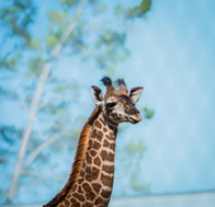 meet giraffe calf Nyasi