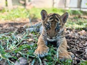 new Lou Zoo tiger cub