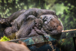 Louisville Zoo gorilla photo