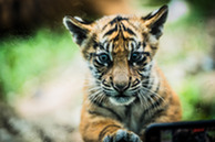 TigerCub