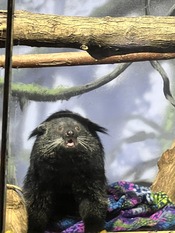Bianca the Binturong