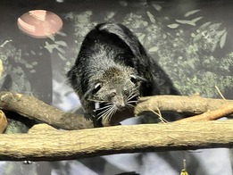 Bianca the binturong photo