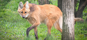 sadie the maned wolf, rip