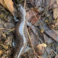 LNC salamander photo