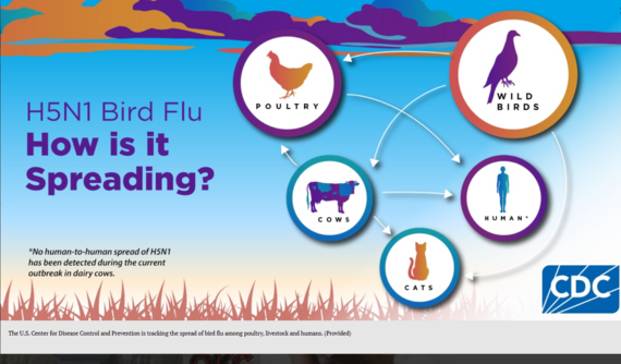 CDC Bird Flu