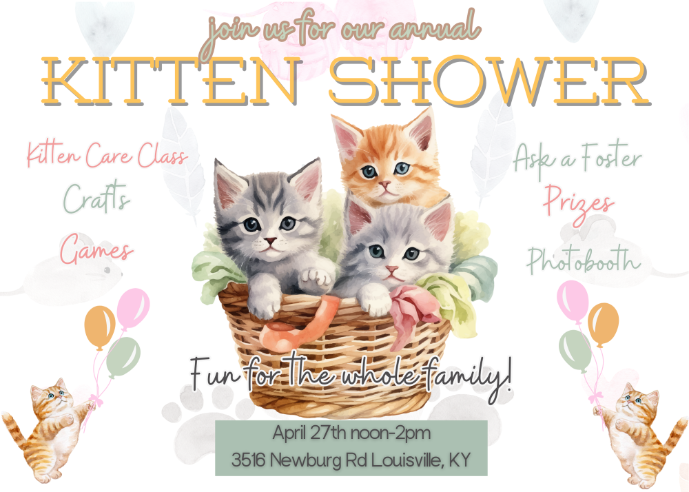 Kitten shower at LMAS