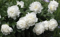 WHITEHALL PEONY SALE 