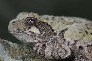 Gray tree frog photo from LNC