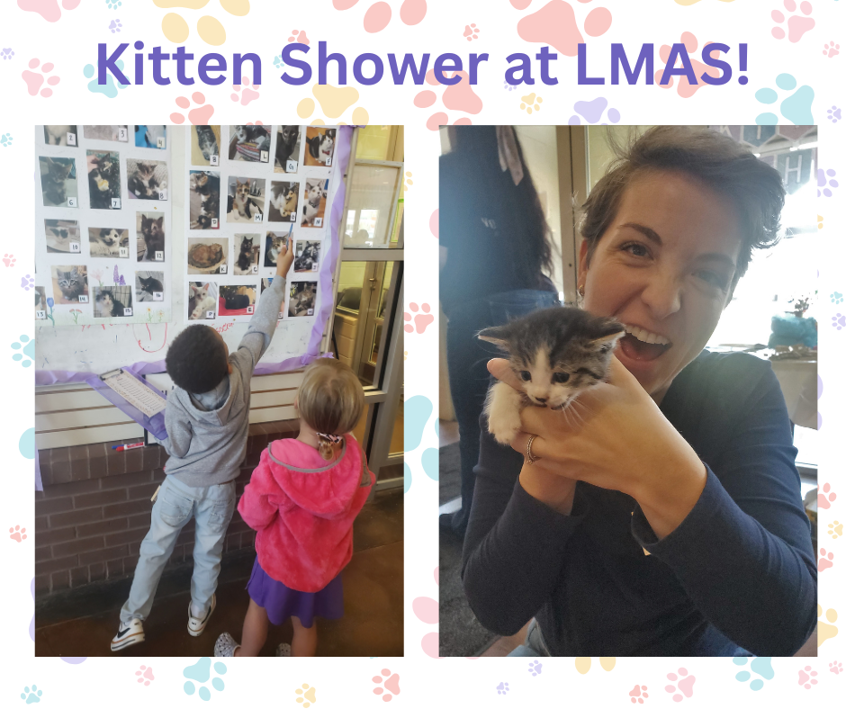 kitten shower images