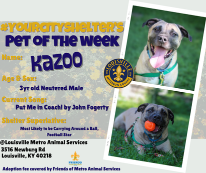 Adoptable Pet of the Week: Kazoo