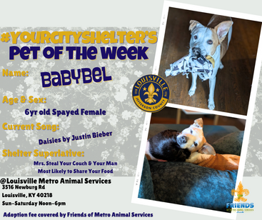 Pet of the Week!