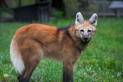 Chrys the maned wolf joins Louisville Zoo family