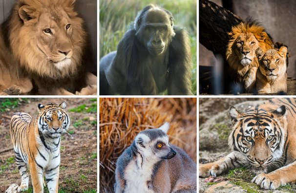 zoo