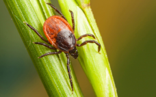 Prevent Tickborne Illness This Spring