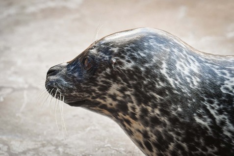 Seal Toney