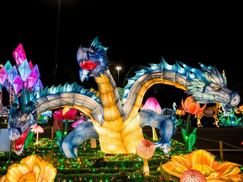 Wild Lights 2026 3headed dragon