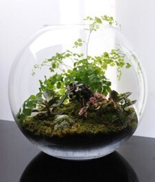 Whitehall to Offer Terrarium Workshop
