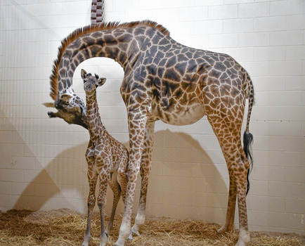 giraffe