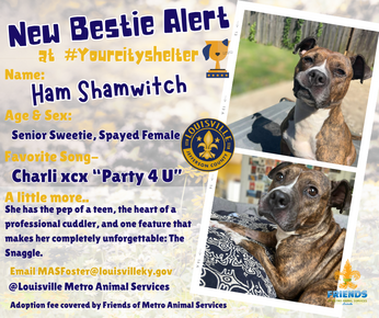 LMAS Pet of the Week