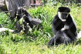 A growing monkey family: Louisville Zoo  celebrates colobus monkey birth