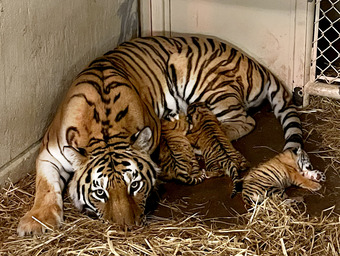 Tigers