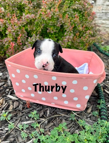 Puppy