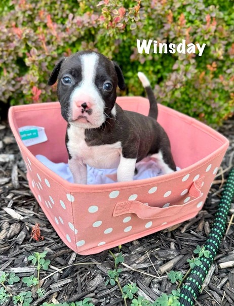 Puppy