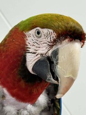 bird