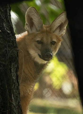 fox