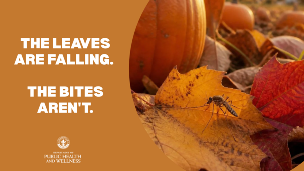 mosquitos and ticks fall