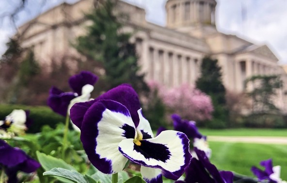 Capitol Behind Flowers