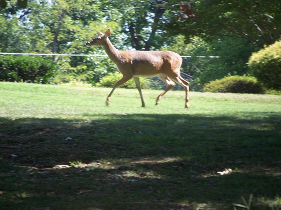 Deerpic