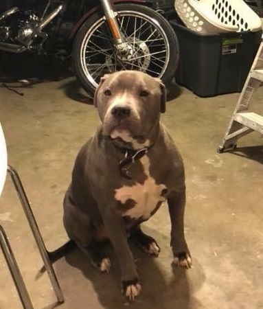 Stolen Pit Bull